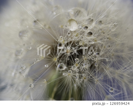 たんぽぽの写真素材(91,402点以上の高品質な写真素材) - PIXTA（ピクスタ）