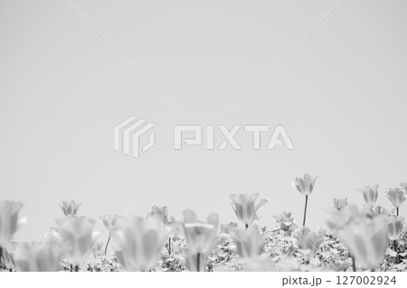 チューリップ 花 植物 モノクロの写真素材 - PIXTA
