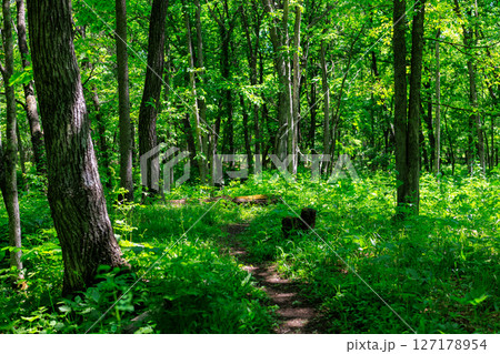 森の小道の写真素材 - PIXTA