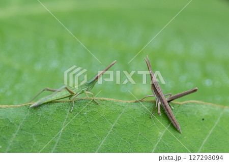 昆虫 バッタ 2匹のバッタ 夏 二匹の写真素材 - PIXTA