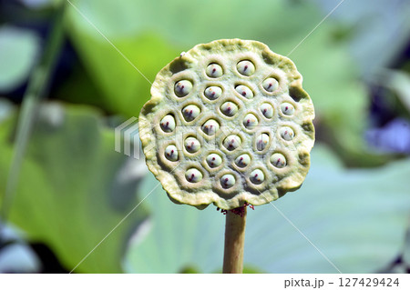 蓮 花 種 蓮の花托の写真素材 - PIXTA