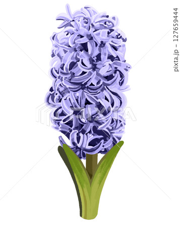 水彩画原画ヒヤシンス 2_ccc187b60dc5eee21ad3021d0694