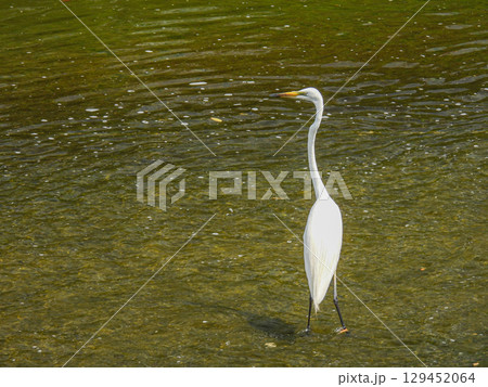 野鳥 白鷺 しらさぎ 水面の波の写真素材 - PIXTA