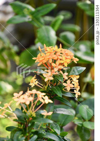 三段花（サンダンカ）の写真素材 - PIXTA