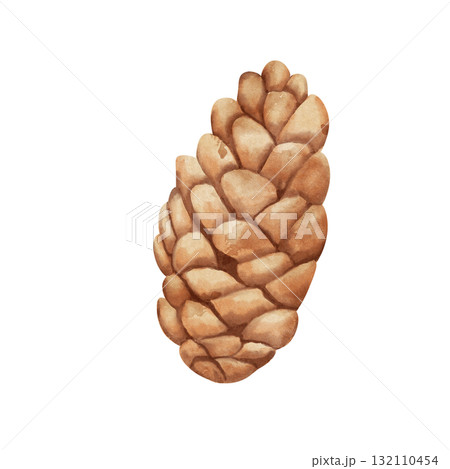 まつぼっくり 松かさ 松ぼっくり 水彩画のイラスト素材 - PIXTA