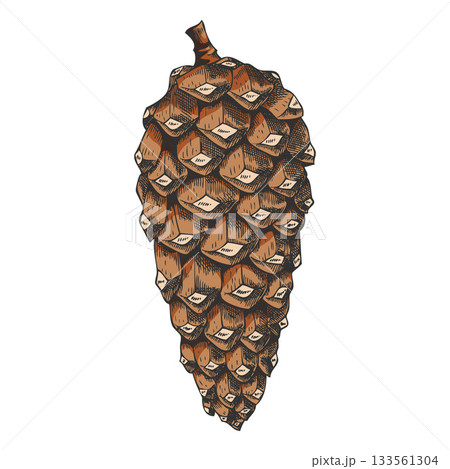 まつぼっくり 松かさ 松ぼっくり スケッチの写真素材 - PIXTA