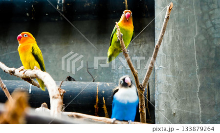 セキセイインコ 鳥 グリーン 緑色の写真素材 - PIXTA