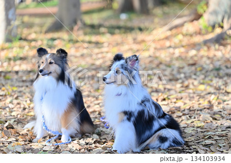 動物 犬 シェットランドシープドッグ お座りの写真素材 - PIXTA