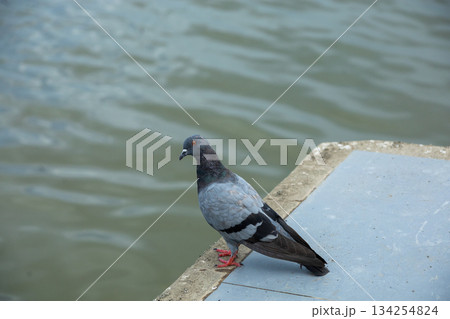 鳩 灰色の写真素材 - PIXTA