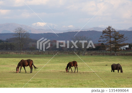 馬のいる景色の写真素材 - PIXTA