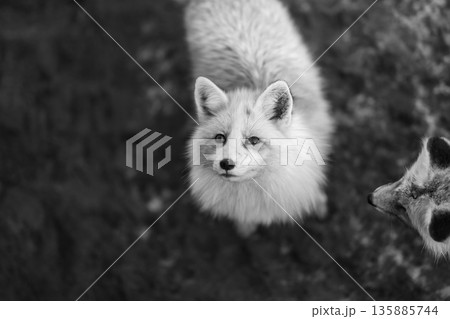 狐のしっぽの写真素材 - PIXTA