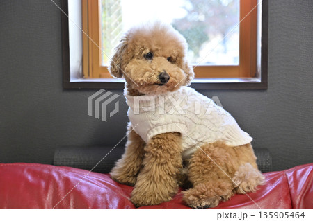 犬 トイプードル 座る おすわりの写真素材 - PIXTA