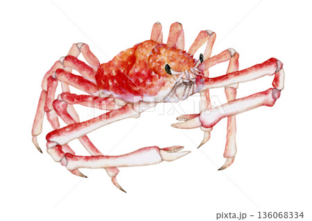 タカアシガニのイラスト素材 - PIXTA