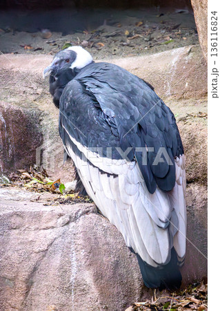 鳥 コンドル アンデスコンドル 鳥類の写真素材 - PIXTA