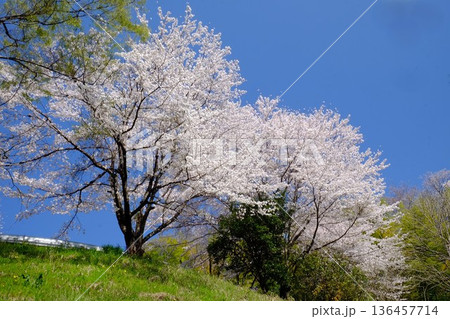 木 古木 欅の古木 植物の写真素材 - PIXTA