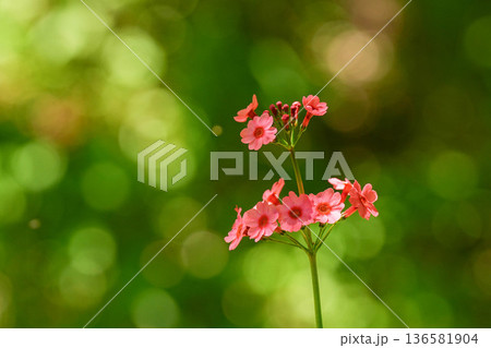 九輪草の写真素材 - PIXTA