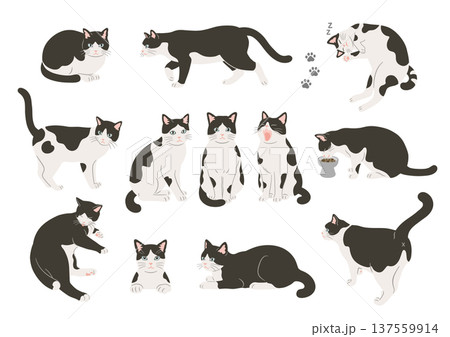 猫 座る ハチワレ 後ろ姿の写真素材 - PIXTA