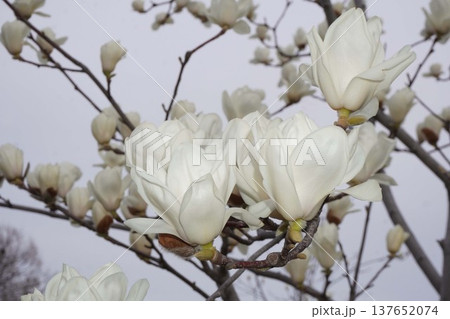 モクレン 花 木蓮 はくもくれんの写真素材 - PIXTA