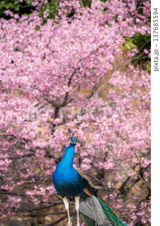 ピンク孔雀の写真素材 - PIXTA