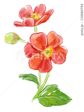 大根 花 手描き 水彩画のイラスト素材 - PIXTA