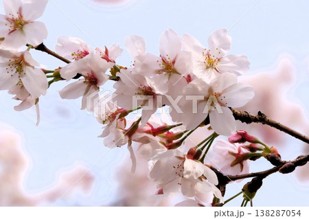 山桜のつぼみ 山桜 蕾 桜の写真素材 - PIXTA