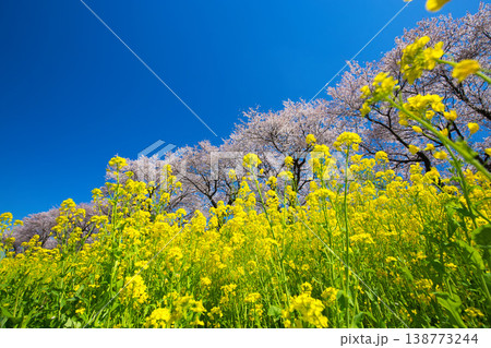 春の小川の写真素材 - PIXTA