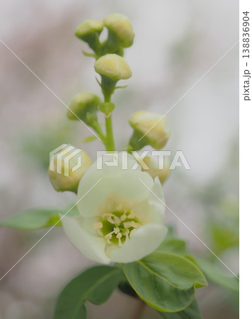 リキュウバイ 利休梅 花 蕾の写真素材 - PIXTA
