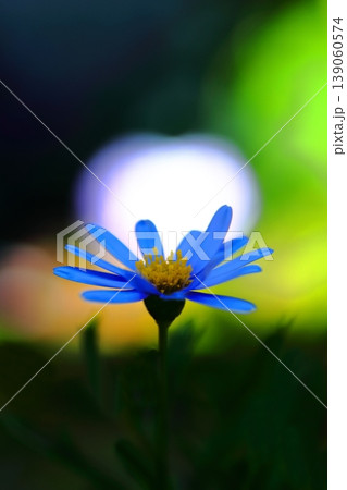 ブルーデイジー 青色 花の写真素材 - PIXTA