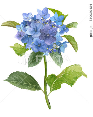 水彩 ガクアジサイ 植物 花のイラスト素材 - PIXTA