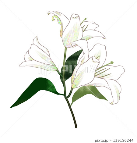 ゆり ユリ 花 花びらのイラスト素材 - PIXTA