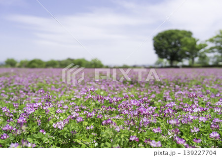 Page 325 | 502,789+ Vernal flowers Photos: Royalty-Free Stock