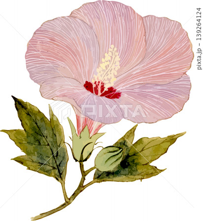 ムクゲの花のイラスト素材 - PIXTA