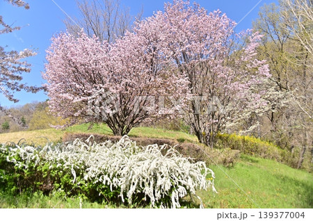 桜のような白い花の写真素材 - PIXTA