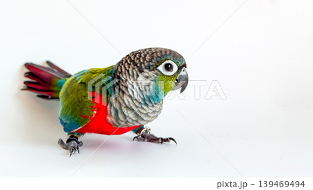 セキセイインコ 鳥 グリーン 緑色の写真素材 - PIXTA