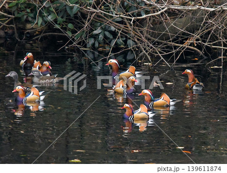鳥 オシドリ 水鳥 つがいの写真素材 - PIXTA