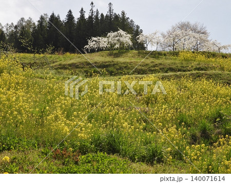 春の小川の写真素材 - PIXTA