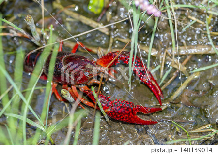 ザリガニのハサミの写真素材 - PIXTA