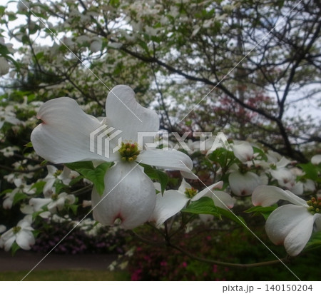 ハナミズキ 白 花 はなみずきの写真素材 - PIXTA