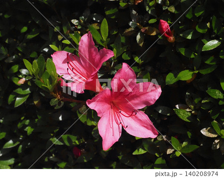 ツツジヨシノツツジ 吉野ツツジ ヨシノツツジ 吉野躑躅 の花