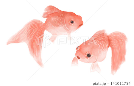 きんぎょ 金魚 水彩画 動物のイラスト素材 - PIXTA
